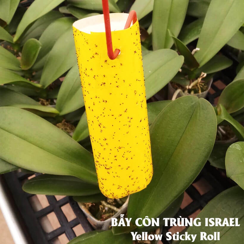 01 Miếng dán bẫy ruồi vàng 2 mặt - kt 18x22 cm cắt lẻ  từ Gadot Israel !
