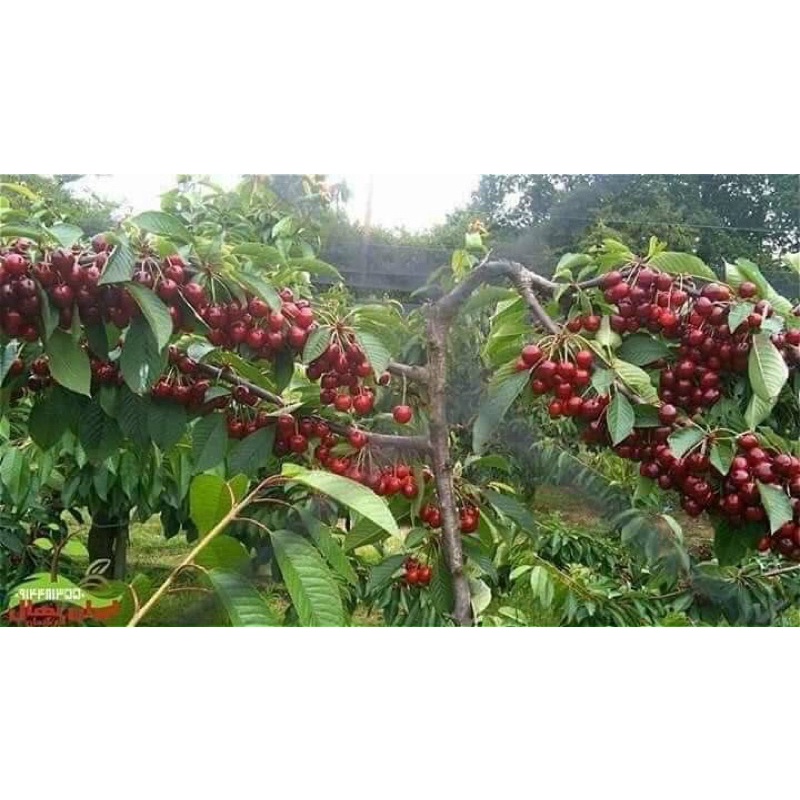 cây cherry anh đào