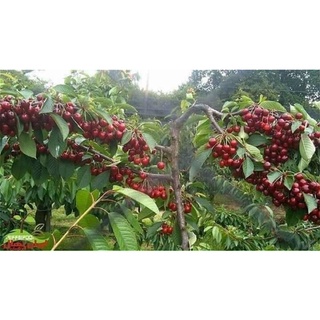 Cây cherry anh đào