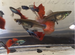 Guppy Dumbo Redtail Ribbon theo cặp đẹp