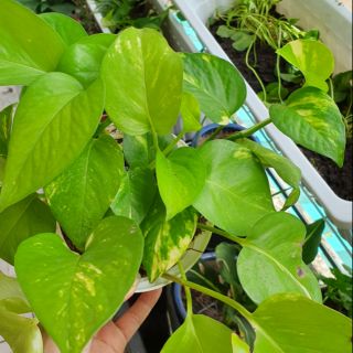 Trầu bà chậu nhựa