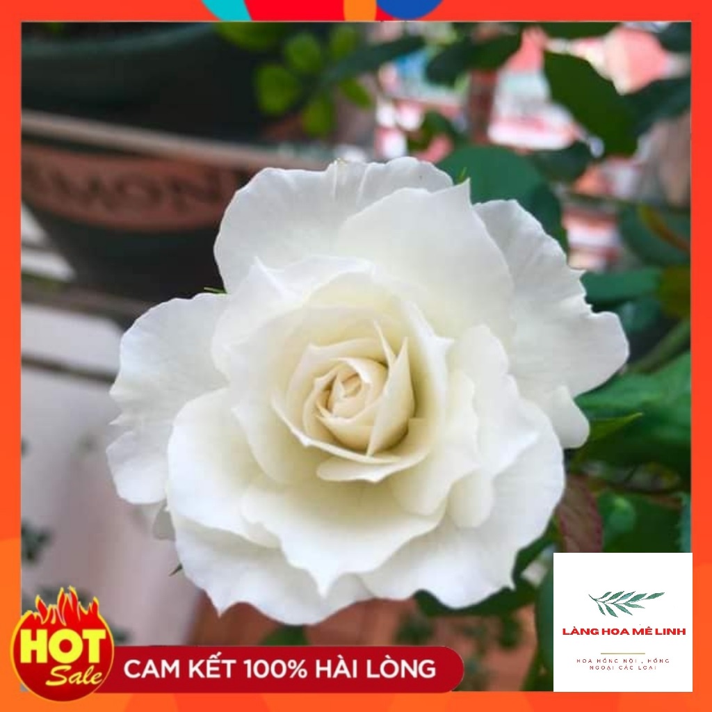 Hoa hồng  ngoại Shizuku  rose [🍏🍏 SIÊU PHẨM  HOA NHẬT🍏🍏 ] là loài hồng bụi của Nhật Bản màu trắng thuần khiết tuyệt đẹp.