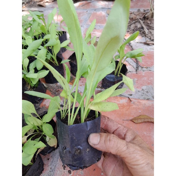 Combo 2 bầu bồ công anh VN - 2-3 cây/bầu