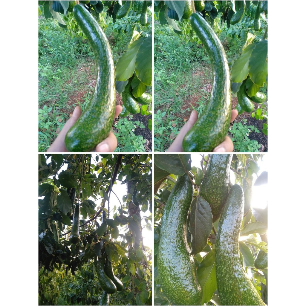 03kg bơ 034 loại 1 ngon nhất (2-3 quả 1kg) 25000₫/kg | BigBuy360 - bigbuy360.vn