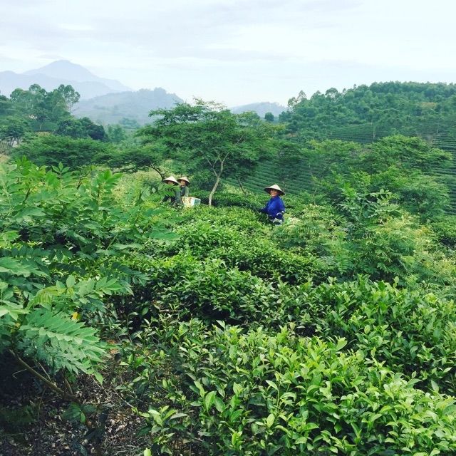 Trà Thái Nguyên loại ngon