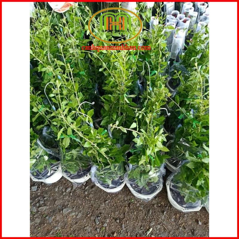 Dây cúc tần Ấn độ 1m dài decor tường cây rủ rất đẹp Minh Hân Garden
