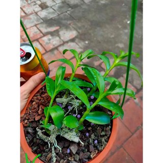 Phi điệp 5 cánh xanh phú thọ( ki ươm tự nhiên, cao 20cm, rễ khỏe)