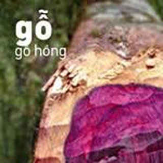 Tinh Dầu Gỗ Hồng ( Rosewood Essential Oil )