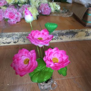 Cụm sen vải. 25k