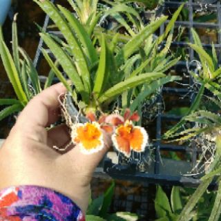 Vũ nữ bút chì Cốc lớn