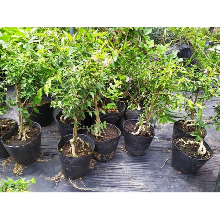 combo 5 bầu cây giống hồng ngọc mai bonsai