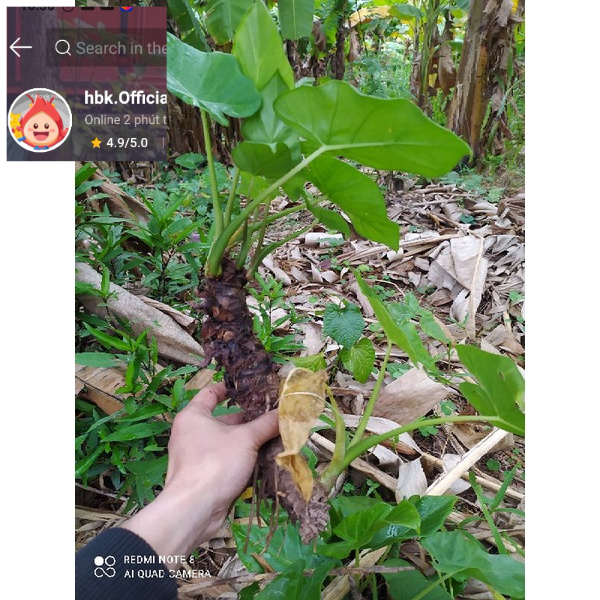 1 củ ráy to trồng cây lên chậu cũng đẹp lắm mà lại rẻ cứ mình thích là được làm cảnh cu ray có thể trồng thủy sinh