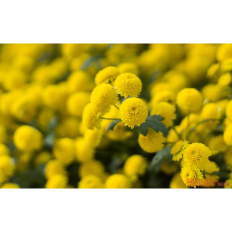 🇩🇪 TRÀ HOA CÚC HỮU CƠ NGUYÊN BÔNG DM BIO - HÀNG CHUẨN ĐỨC