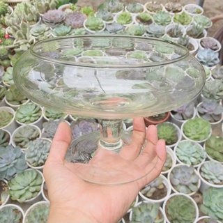 Chậu thủy tinh ly - 3 kích thước