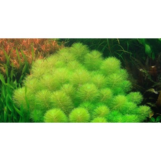 Cây Thuỷ Sinh Tiểu Bảo Tháp 1 giỏ
