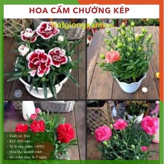 Hạt giống hoa cẩm chướng chùm F1 (cẩm chướng kép) mĩ, H002, gói 100 hạt