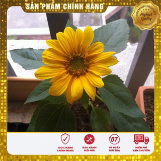 Bộ gói hạt giống Hướng dương