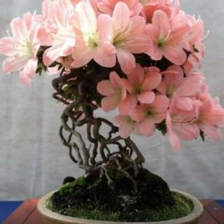 Combo 5cây hoa đỗ quyên giống