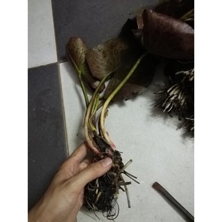 cây giống súng thái   đỏ wanvisa