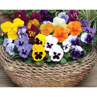 Hạt giống hoa Pancy đơn Nhiều Màu (Hoa Bướm Viola) Kèm quà tặng