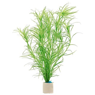 Cây Thủy Sinh Blyxa cf. vietii