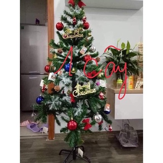 Cây thông noel
