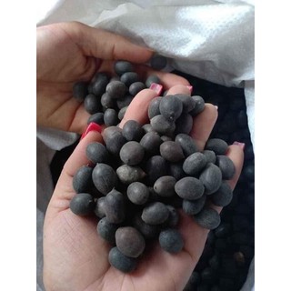 10 HẠT SEN NHẬT MINI ĐỦ MÀU