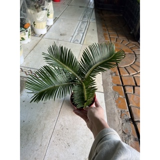Cây thiên tuế để bàn