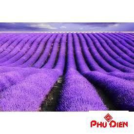 Gói 100 hạt giống hoa oải hương LAVENDER  PHÚ ĐIỀN