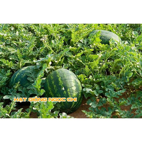 Hạt Giống Dưa Hấu Khổng Lồ - 10 Hạt
