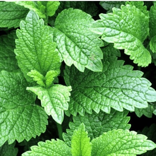 Hạt Giống Bạc Hà Chanh (LEMON BALM 601) 1gr