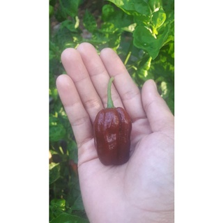 10 HẠT GIỐNG ỚT CAY HABANERO CHOCOLATE