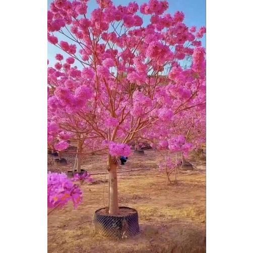 Phong linh giống tím