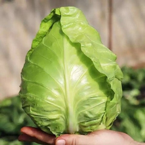 Hạt giống bắp cải trái tim Known-you nảy mầm 95%