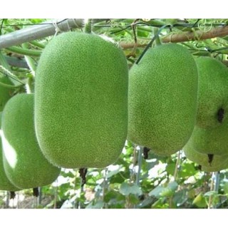 Hạt Giống Bí Xanh Đài Loan