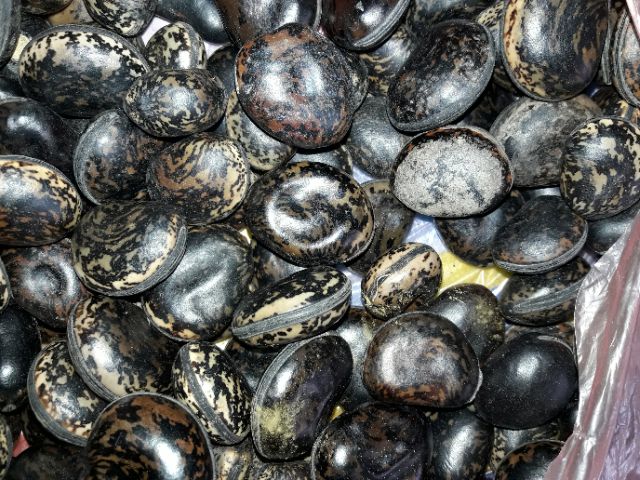 Hạt đậu lào ( hạt rắn cắn)10k/1hat mua 10 hạt tặng 3 hạt