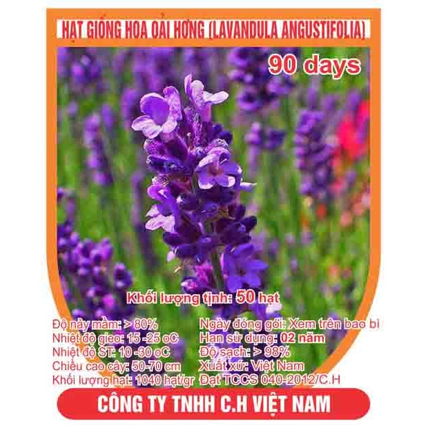 Hạt giống hoa oải hương