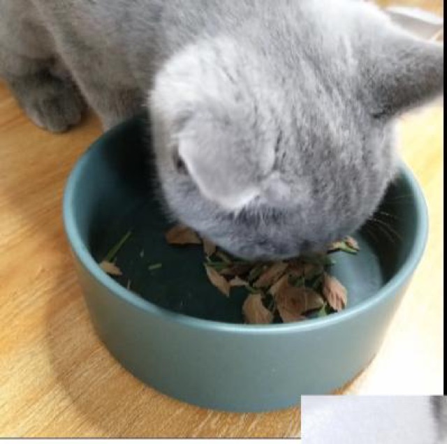 Trồng cỏ cho mèo cỏ lúa mì bộ kit dễ trồng tiêu hoá thải búi lông, sạch răng Con Mèo Xiêm