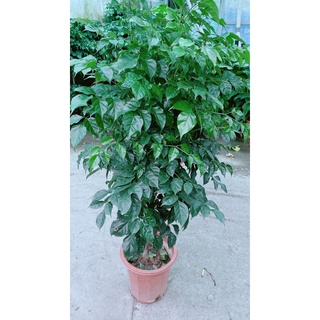 Cây Hạnh Phúc Lớn (chỉ giao hcm)