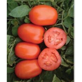 HẠT GIỐNG CÀ CHUA F1 MONTAVI NHẬP KHẨU.