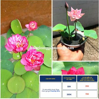10H - HẠT GIỐNG HOA SEN MINI