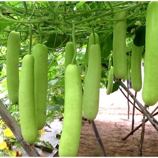 Hạt giống bầu trắng hn f1 gói 10hạt
