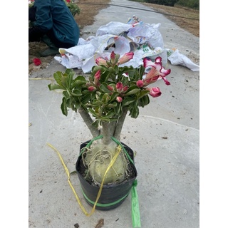 Cây hoa sứ Thái bầu to