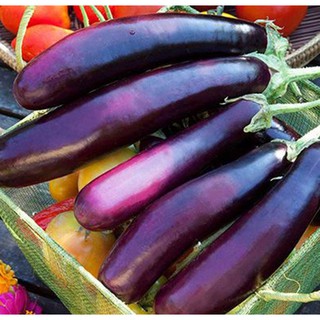0,5g Hạt Giống Cà Tím Dài (Solanum melongena)