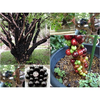 BỘ HẠT GIỐNG NHO THÂN GỖ