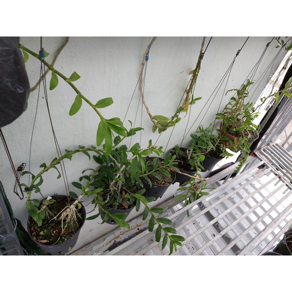 Phong lan phi điệp ám vùng Hòa Bình 5 cánh thanh lý giá rẻ