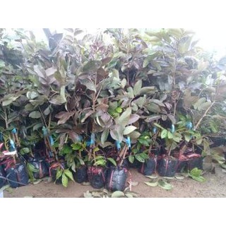 GIỐNG CÂY NHÃN TÍM