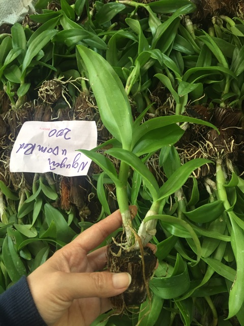 Hoa Lan Dendro Nhiều Màu - Giao Ngẫu Nhiên - Cây Con