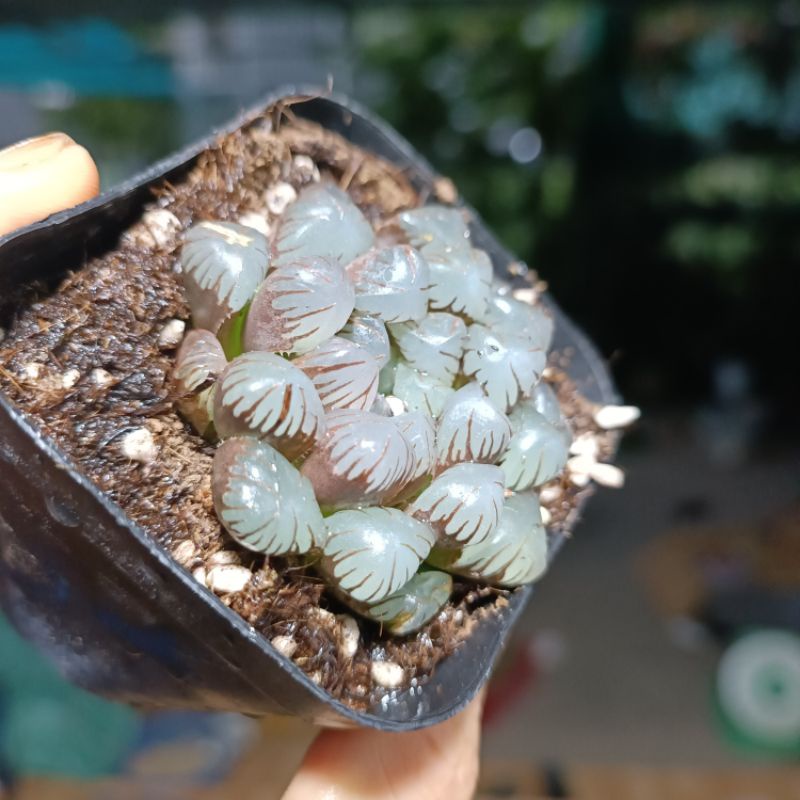 Sale 39%- Sen Đá Kim Cương Tím Haworthia Cooperi
