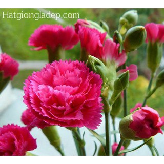 Hạt Giống Hoa Cẩm Chướng Kép